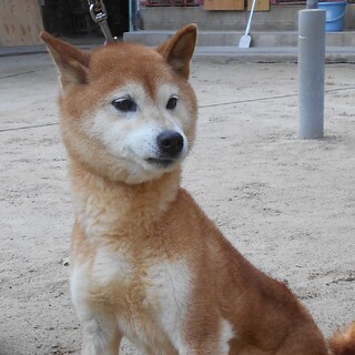 若い頃、優良1席２席取り優良血統の、みずき姫です。