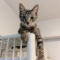 ハンサムキジトラ男子ෆ⃛ジジくん