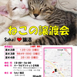 Sakai♥猫活　譲渡会