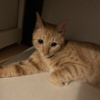 チャト