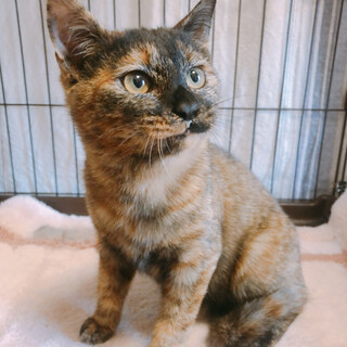 穏やかな性格のサビ女子ですෆ⃛みろくちゃん