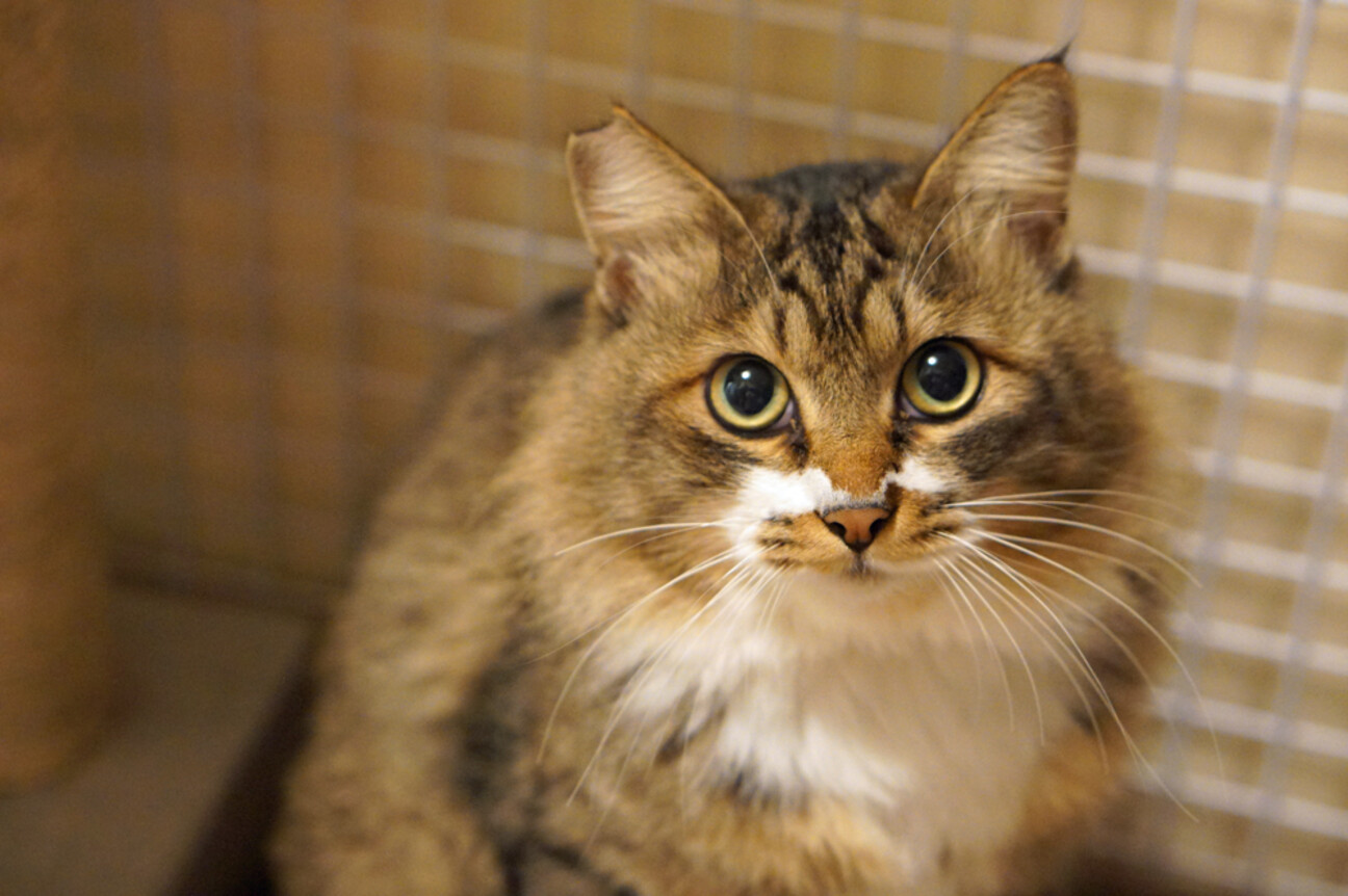 びっくり顔 クリクリおめ 茨城県 猫の里親募集 ペットのおうち 月間利用者150万人