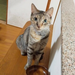 子育て終えたママにゃんこを幸せにしたい！