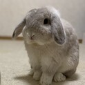 真っ白な可愛いホーランドロップの里親募集