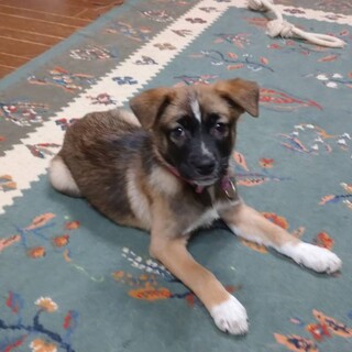 元気なチビっ子姉妹（星華ちゃん）