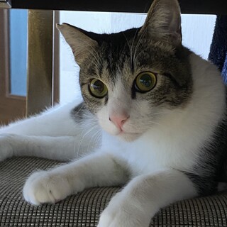 性格◎✨ゴロすり甘えん坊の男の子です❣️