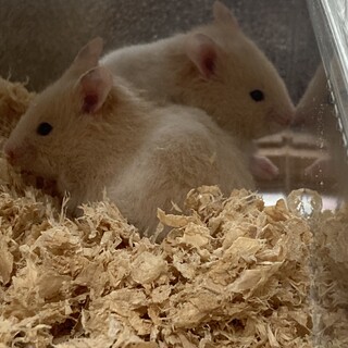 クリームバンデッド 決まりました！