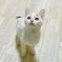 【しっぽだけ三毛】珍しい模様の子猫てんちゃん