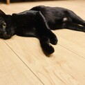 【真っ黒ツヤツヤ短毛】性格良し！甘えん坊の太陽くん