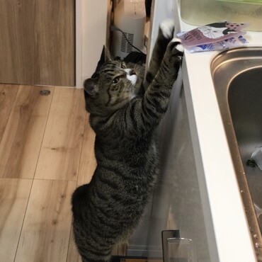 いたずらっ子