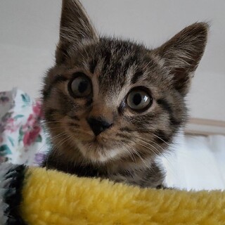 今年は年男！？キジ【トラ】のデイル♡