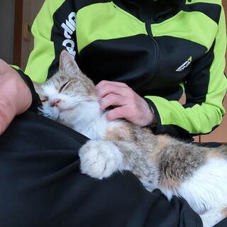 人懐っこい三毛猫です