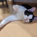 ハチワレの美人な男の子。元気いっぱいです＾＾