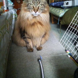 「ガラガラヘビがやってくる！」サムネイル1