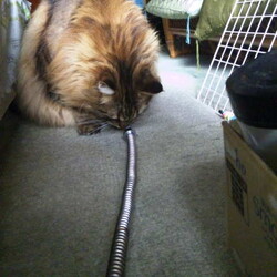 「ガラガラヘビがやってくる！」サムネイル2