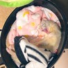 年末年始はぽこくんとシェイラ、あぽくんのお骨もいっしょに実家へ。ぽこくん、さわち(柴)となるこ(猫)とも仲良く出来る優等生☺︎_さわちがあぽくんの骨壺に向かってわんわん言いながら尻尾振りよったのが不思議やったなあ。2022年もみんなで元気いっぱい過ごそうね！写真は大あくびぽこくん。