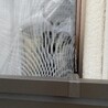 私には超〜〜塩対応なくせに、アパートに帰ろうとすると窓からお見送りしてくれるなるちゃん。かわいいねえ、、
