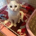 元気な白仔猫ちゃん♀