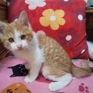 可愛い茶白の男の子♪生後3か月くらい