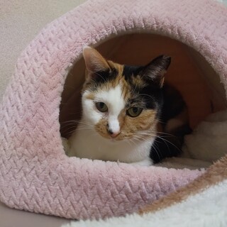 可愛い三毛猫の女の子♪