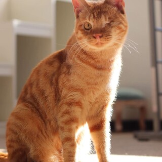 茶トラ クワトロ君 里親様募集♡