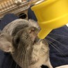 可愛いチンチラくん(バイオレット)里親募集 サムネイル4