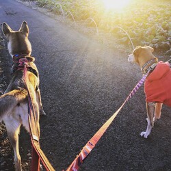 「謹賀新年」サムネイル1