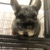 人になつく可愛いチンチラくんの里親を募集 サムネイル2