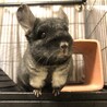 人になつく可愛いチンチラくんの里親を募集 サムネイル3