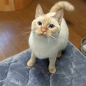 飼い主さんが入院…ひとりぼっちになってしまいました