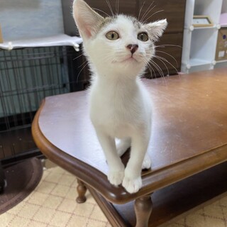 2021年4月30日生まれ　男の子　仮名かぼす