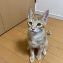 遊ぶの大好き茶トラ子猫　『フィナンシェ』くん