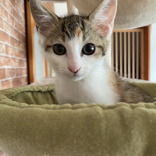 2021年5月9日生まれ　女の子　仮名すじこ