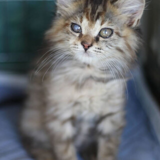 2021年5月初旬生まれ女の子　仮名モフ