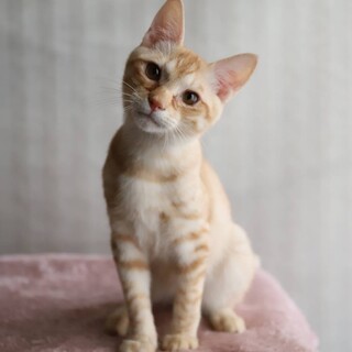 ハルト♡しあわせにゃんこになりました