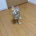 くりくりお目々の茶トラ子猫　『カヌレ』くん