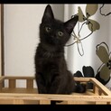 里親決定　募集終了します