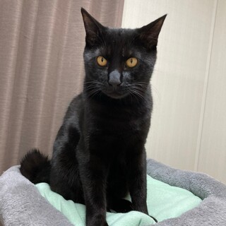 抱っこ大好き♡　甘えん坊な黒猫 のり巻くん♂