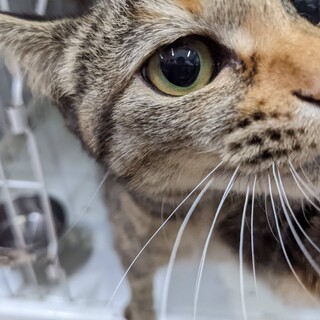 甘えたルカちゃんとラブラブに♡