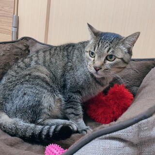 甘えんぼう♡夢丸にぼしちゃん♡