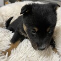 3匹の仔犬