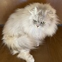 急募