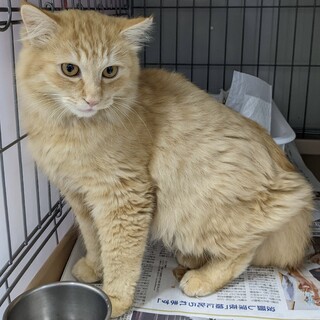 尾道猫のリアンくん