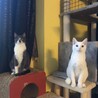 コアラみたいなグレーハチワレ子猫♀ サムネイル2