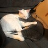 コアラみたいなグレーハチワレ子猫♀ サムネイル3