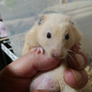 キンクマの男の子