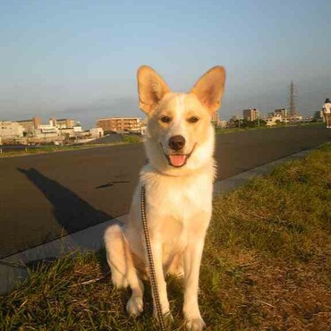 虹の橋を渡って1年が早い