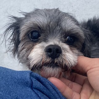 おっとりな女の子「ポポロ」