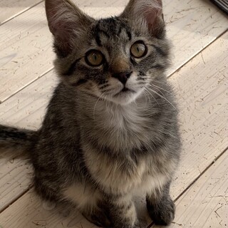 【子猫】フワフワ可愛い男の子♪ひじきくん