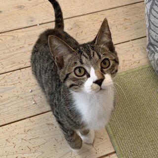 【子猫】キジ白イケニャン！うずらくん